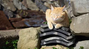 Cat Sleeping On Roof Slabs