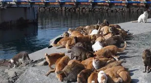 Cats On Pier