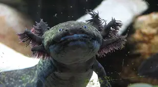 Dark Axolotl