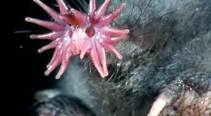 weirdest animals in the world