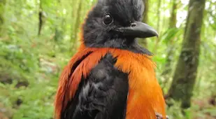 Furry Hooded Pitohui