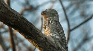 Great Potoo At Dusk