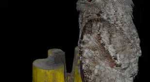 Great Potoo At Night