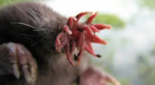 Head Of Star Nosed Mole