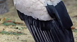 King Vulture In Washington Zoo