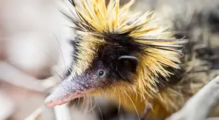 Lowland Streaked Tenrec Head