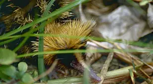 Lowland Streaked Tenrec Hiding
