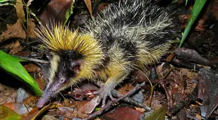 Lowland Streaked Tenrec