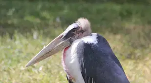Marabou Stork Slouching