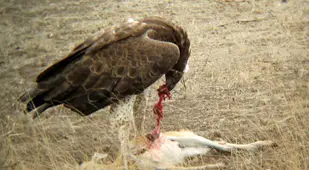Martial Eagle Eating