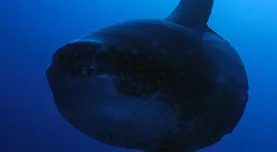 Mola Mola In The Dark Ocean
