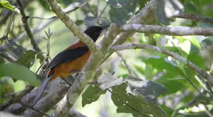 Perched Hooded Pitohui