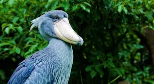 Shoebill Among Brush