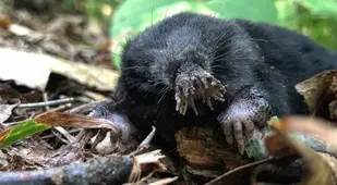 Star Nosed Mole