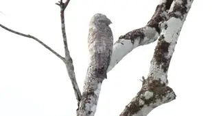 White Great Potoo