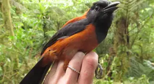 Wrangled Hooded Pitohui