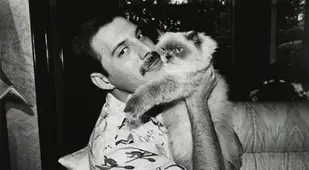 Freddie Mercury Cuddling Cat