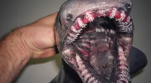 Scary Pictures Frilled Shark