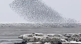 Black Sun Birds