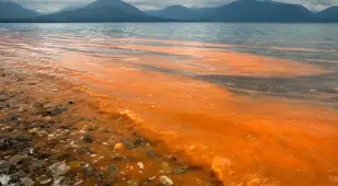 Red Tides