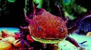 Axolotl Real Weird Animals