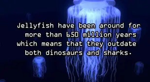 Jellyfish Facts