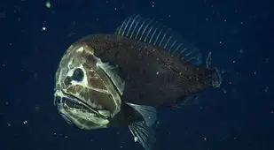 Anoplogaster Cornuta In Ocean