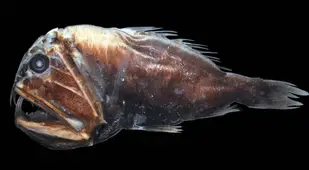 Anoplogaster_cornuta Specimen