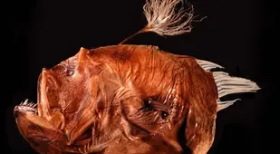 Bufoceratias Shaoi Anglerfish Specimen