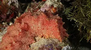 Candycane Sea Cucumber