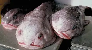 Captured Blobfish