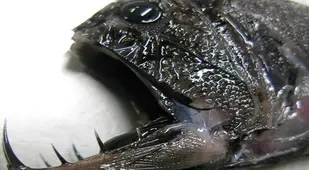 Dead Fangtooth Specimen