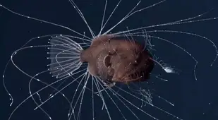 Deep Sea Anglerfish At Sea