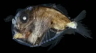 Deep Sea Hatchetfish
