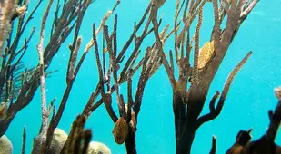 Flamingo Tongue Snail At Sea