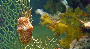 Flamingo Tongue Snail