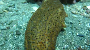Green Sea Cucumber