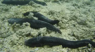 Group Of Holothuria Leucospilota
