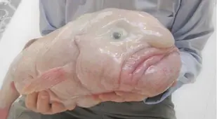 Man Holding Blobfish