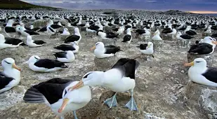 Animal Migration Photographs Albatrosses