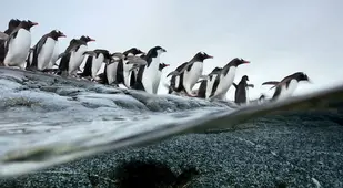 Gentoo Penguins Migration