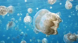 Jellyfish Migration
