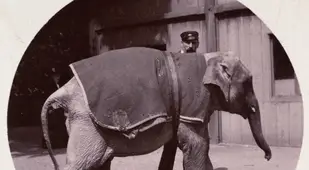 First Kodak Moments Elephant