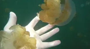 Sting Free Jellyfish