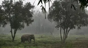 Rainforest Facts Dung Coffee
