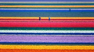 Aerial View of Spring Blooms