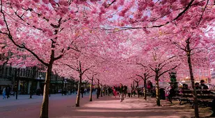 Spring Cherry Blossoms