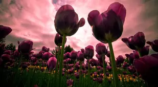 Beautiful Purple Tulips
