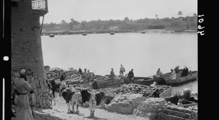 Baghdad Donkeys Markets