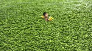 Boy Swimming In Algal Blooms